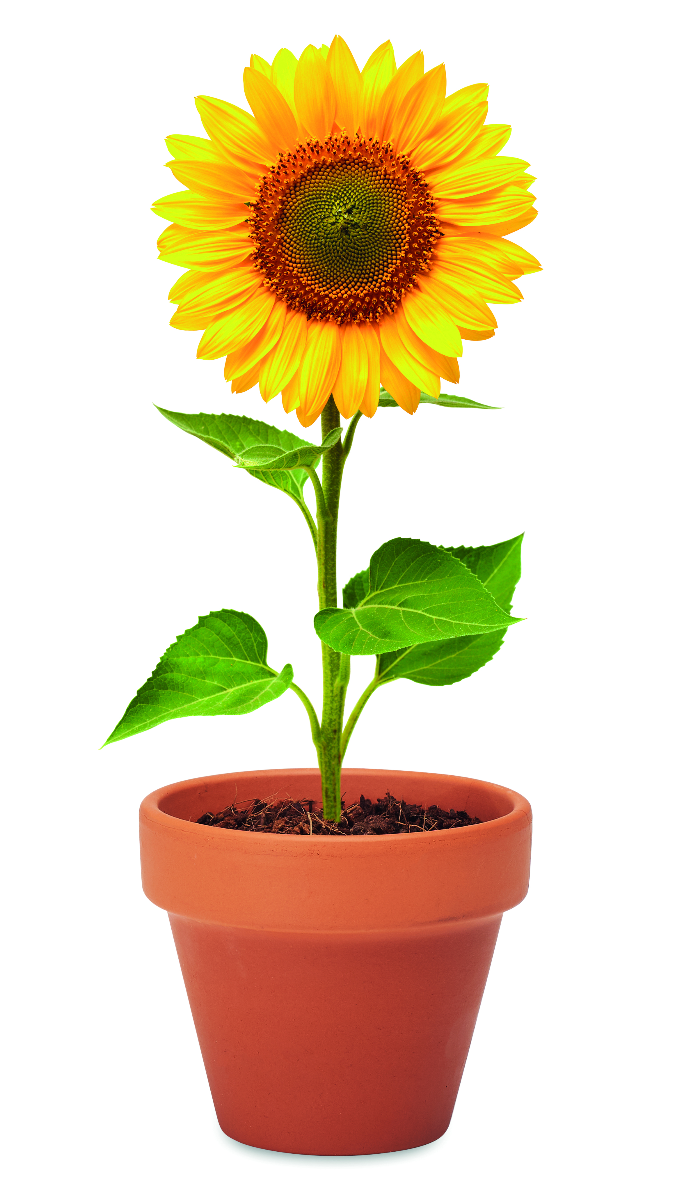 Sonnenblume, Blume, Topf, Pflanze, Gelb