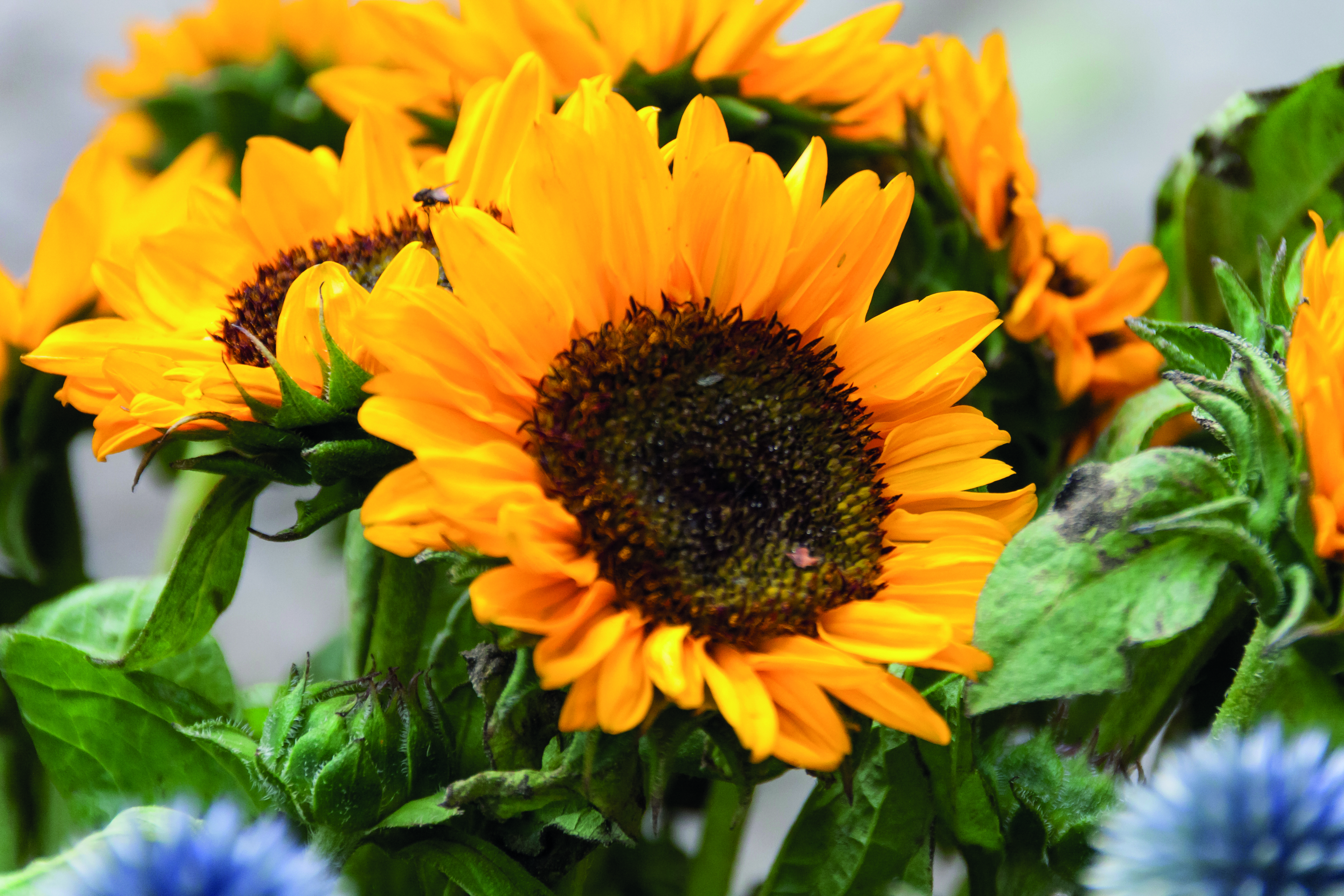 GIRASOL