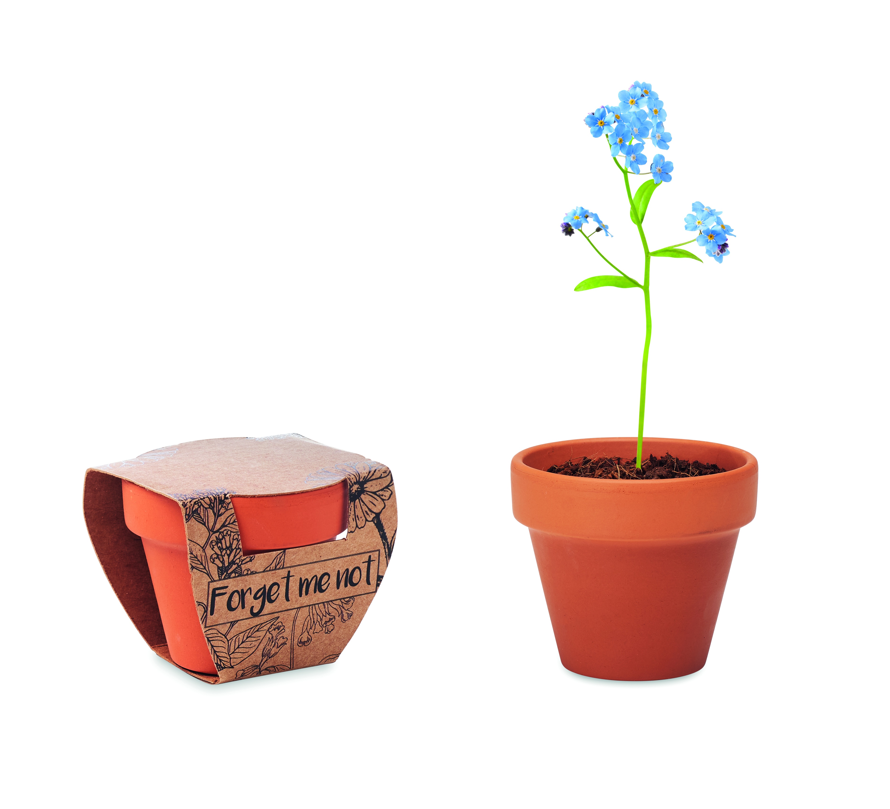 pflanze, Topfpflanze, blaue blüten, Topf, Kartonverpackung
