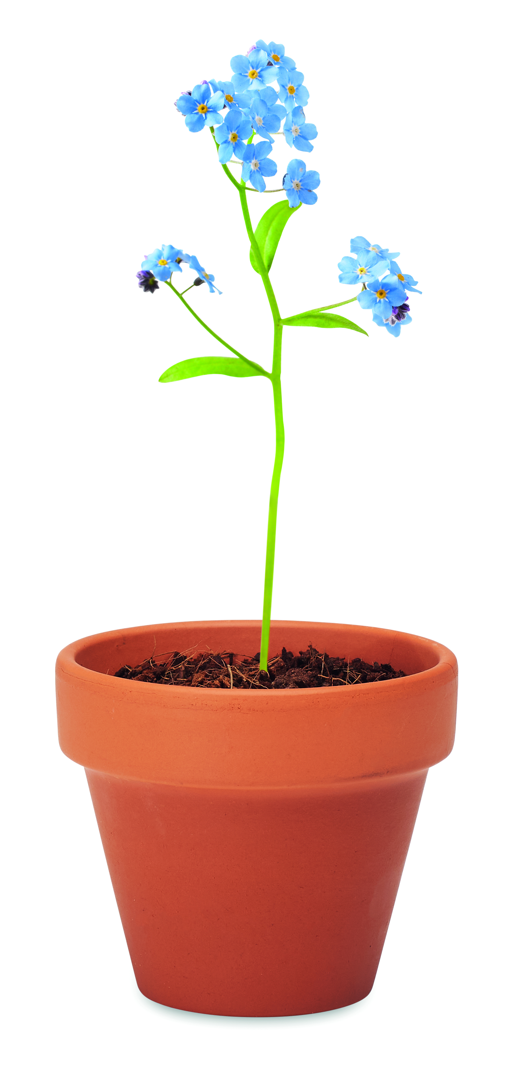 blume, topfpflanze, kleine blume, streifenstiel, keramiktopf