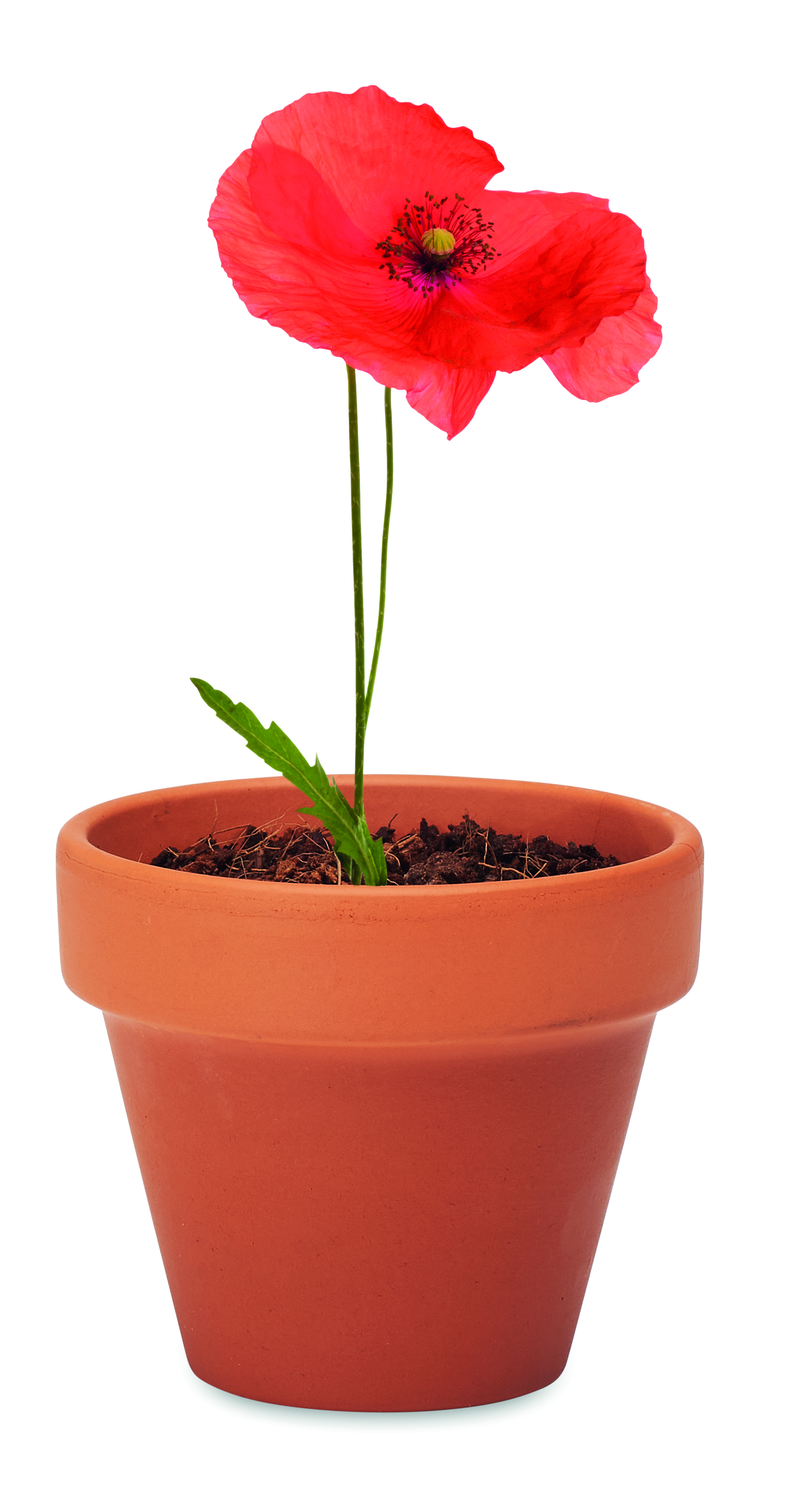 Mohnblume, rote Blume, Blumentopf, Terracotta Topf, Topfpflanze