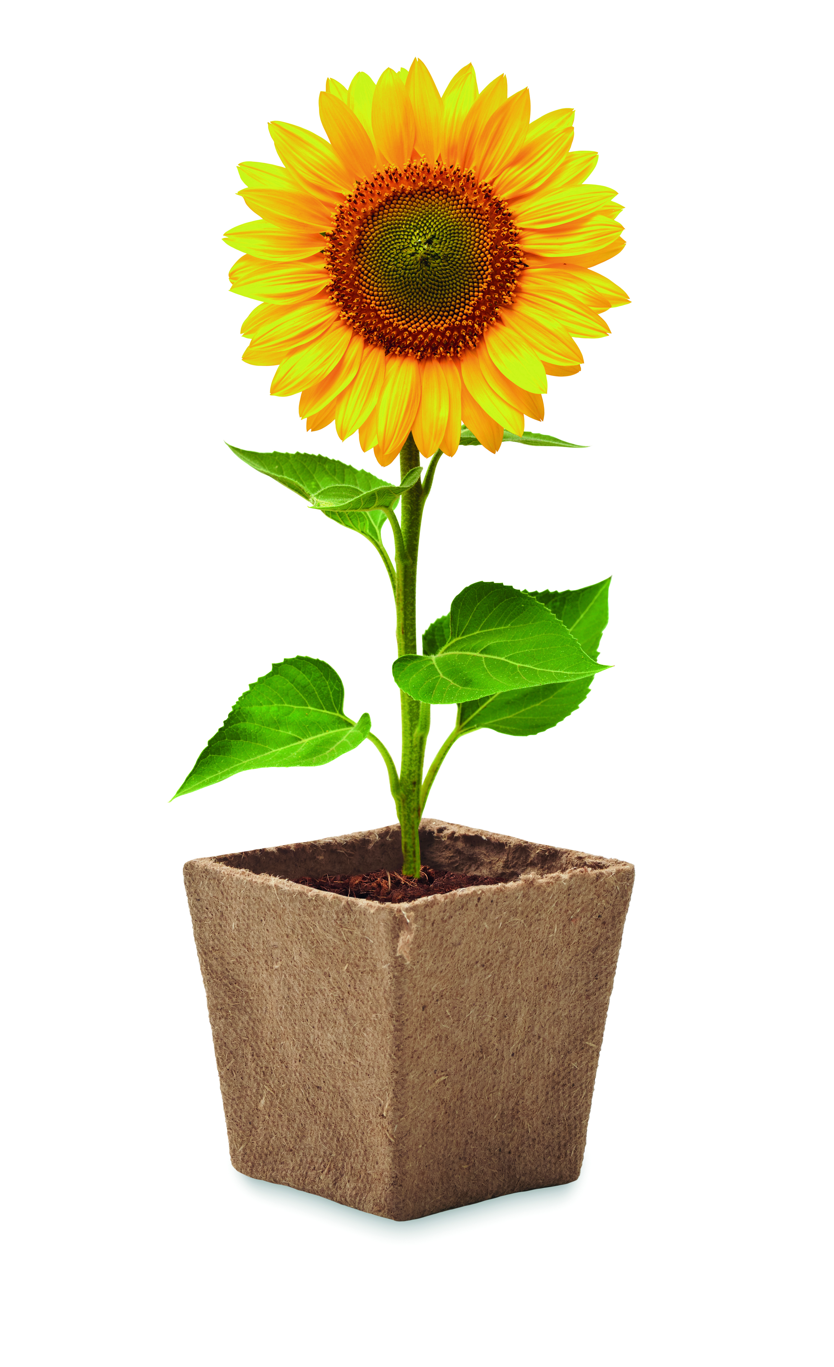 SUNFLOWER KIT